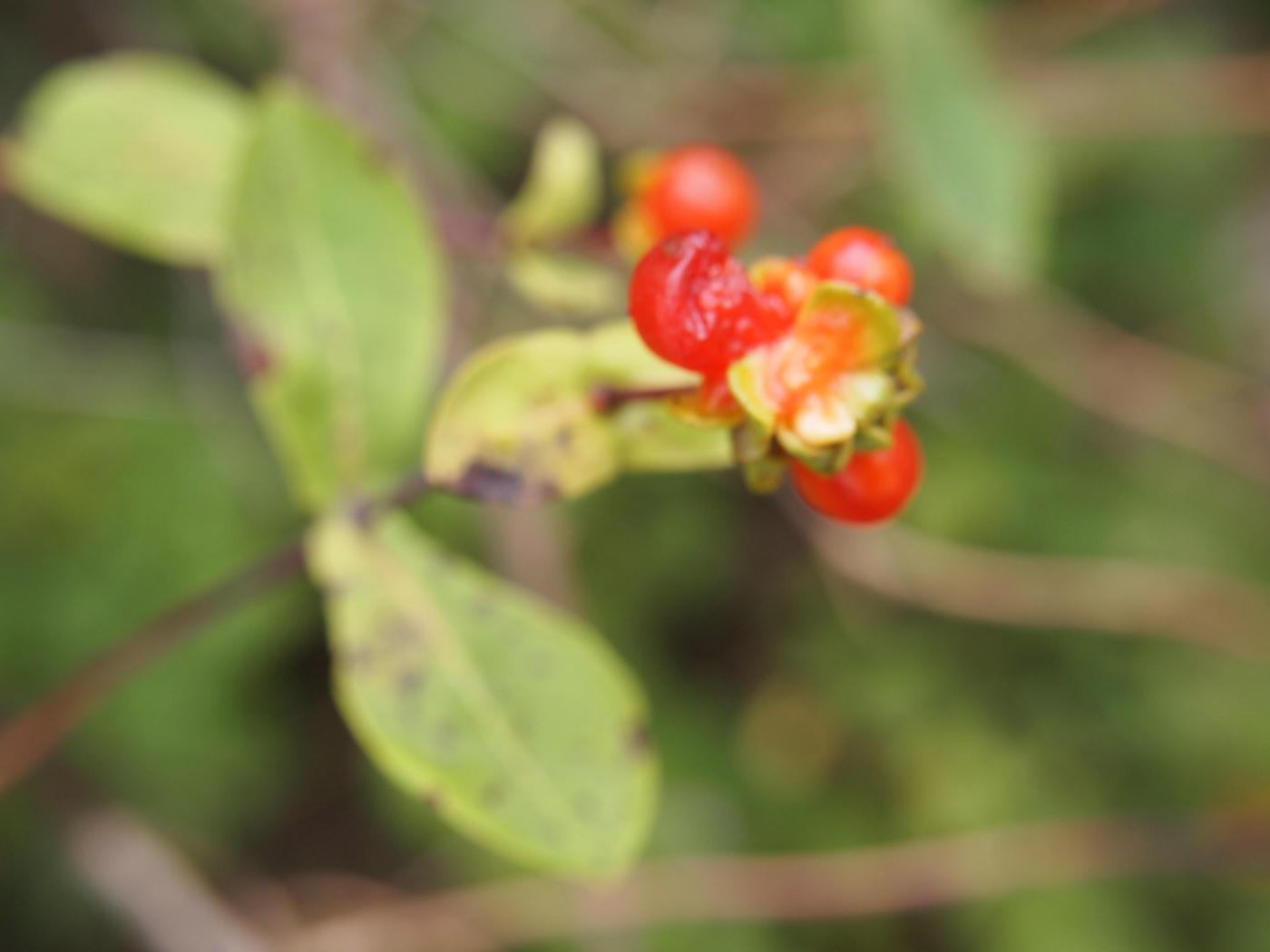 Honeysuckle, Eutruscan  fruit